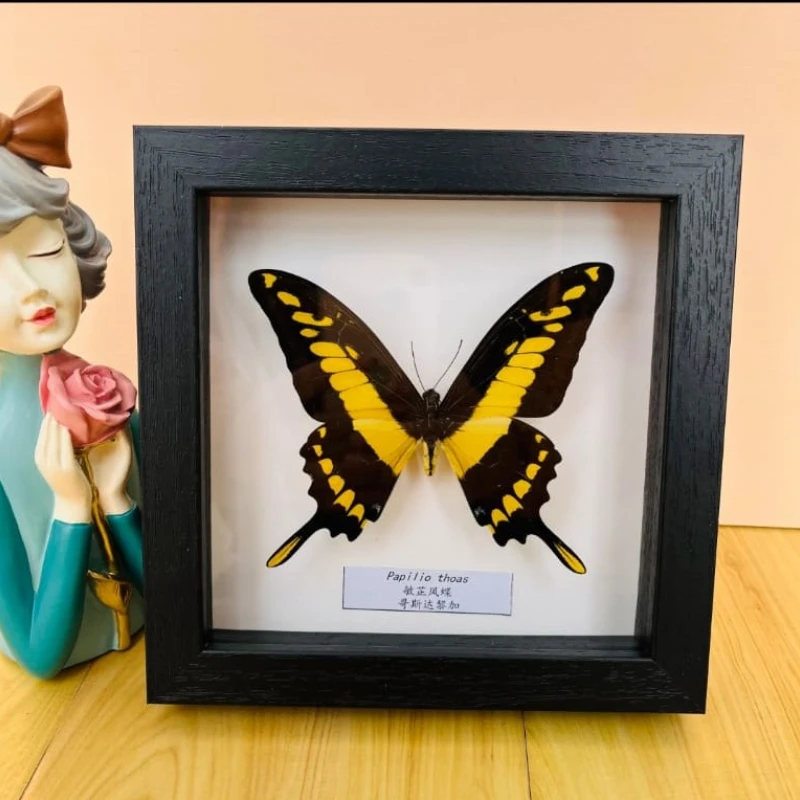 

Fixed Spread Wings Butterfly Real Specimens Photo Frame Indoor Decoration Home Decorations Insect Sample Figurines Desk Decor