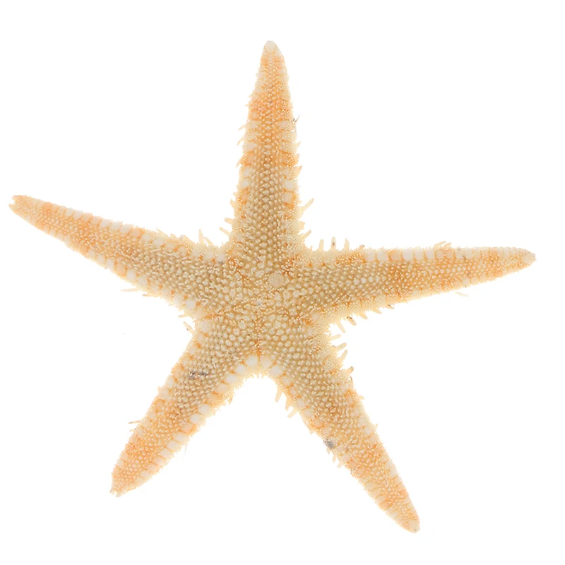 100Pcs Naturally Formed Sea Shells Size:0.5-3cm Mini Starfish Craft Decoration Natural Sea Stars