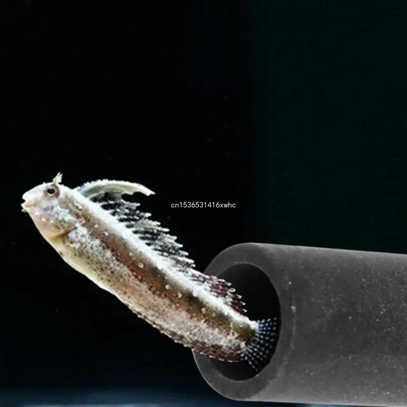 Fish Tank Decorations Aquarium Ornaments Aquarium Decor Ceramic Tube Cave House for Betta Cichlid Hiding Rest Spawning