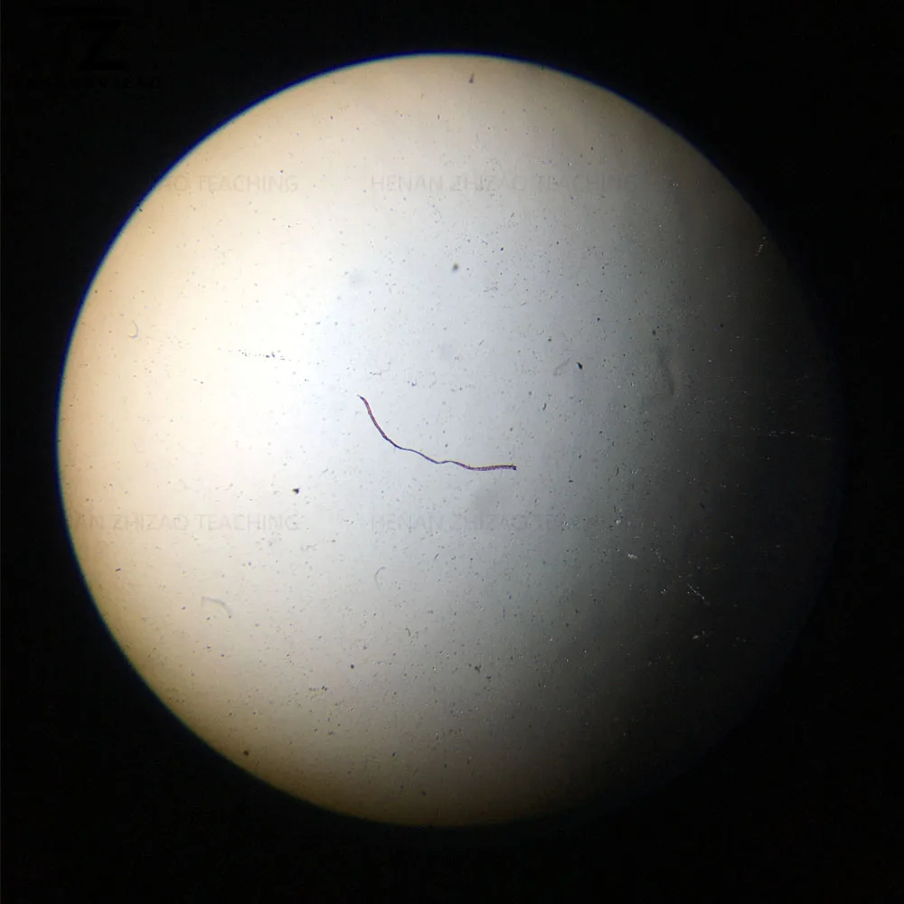 Leishmania Donovani Promastigotes W.M 준비된 슬라이드, 기생충 판매, 1 개