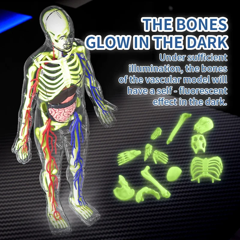 Plastic Human Body Assembly Model Educational Toy for Kids