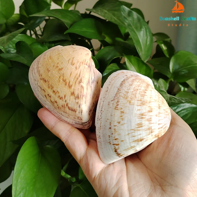 2 PC Large Trigonia Clam Shells 7cm-10cm Real Chocolate Clam Wedding Gift  Natural Shell Collection Specimen Home Office Decor - AliExpress