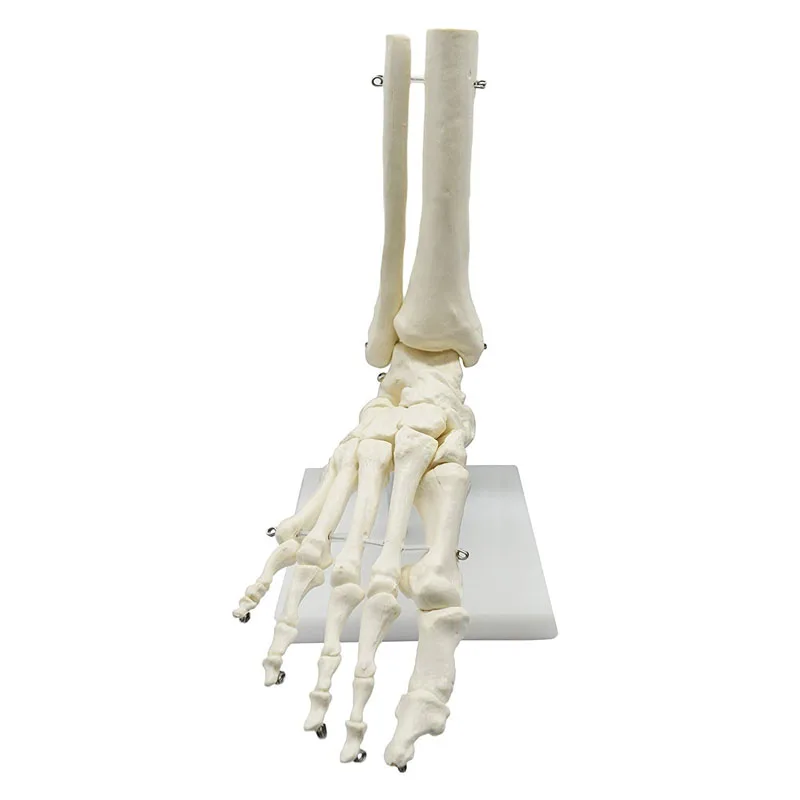 1:1 Lifesize Human Foot Skeleton Anatomy Model Medical Science Teaching Resources