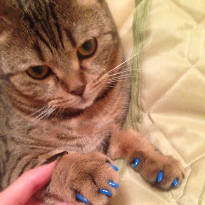Pet Cat Nail Paw Protector Cat Claw Covers Cat Nail - Temu
