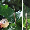 Roll tape graft budding Parafilm Pruning Pruner Plant fruit tree Nursery moisture barrier floristry Seedle Garden repair Strecth 6