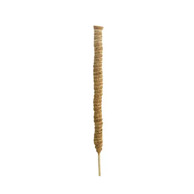 60cm
