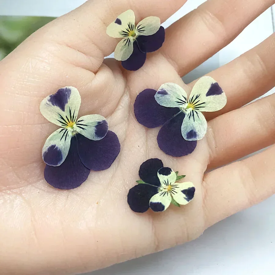 Dried Pansy Flowers 60X Pressed Dried Pansy Viola Tricolor L. Flower Plants Herbarium For Jewelry Postcard Bookmark Phone Case Scrapbook Candle DIY
