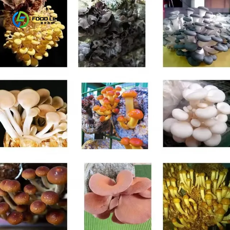 รูปสินค้า ระบบเพาะเห็ดอัจฉริยะขนาดใหญ่ ปรับแต่งได้ 20/40 ฟุต