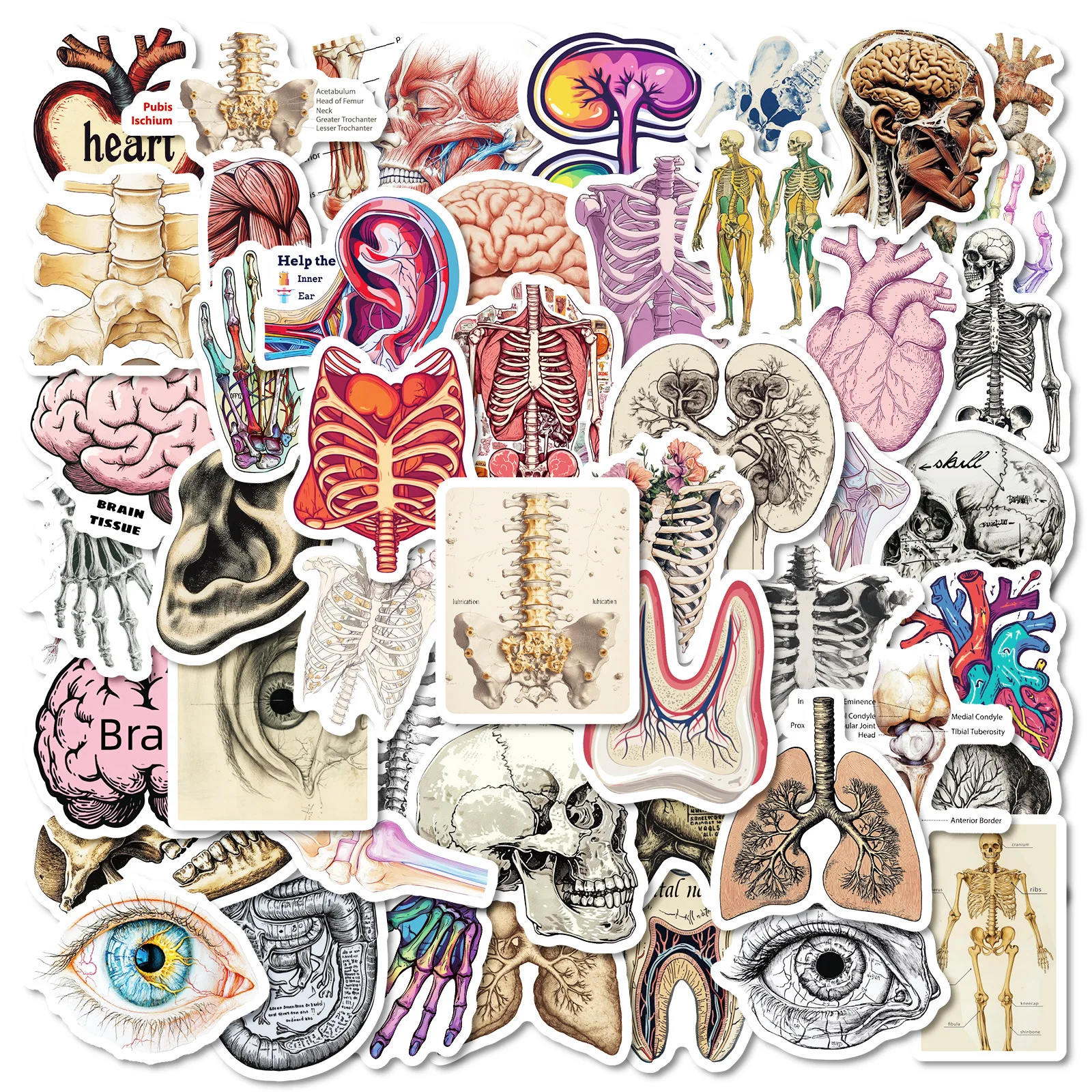 Anatomy & Physiology Sticker Set (50PCS) 2