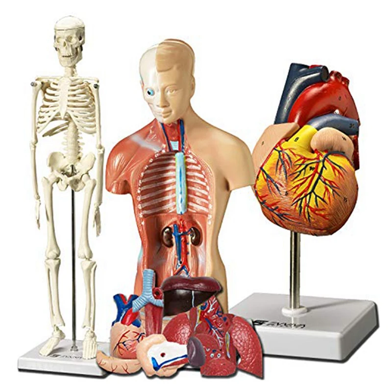 

Human Heart, Torso And Skeleton Model For Anatomy And Physiology Students Hands-On 3D Model Learning Tool As Shown 3 Piece