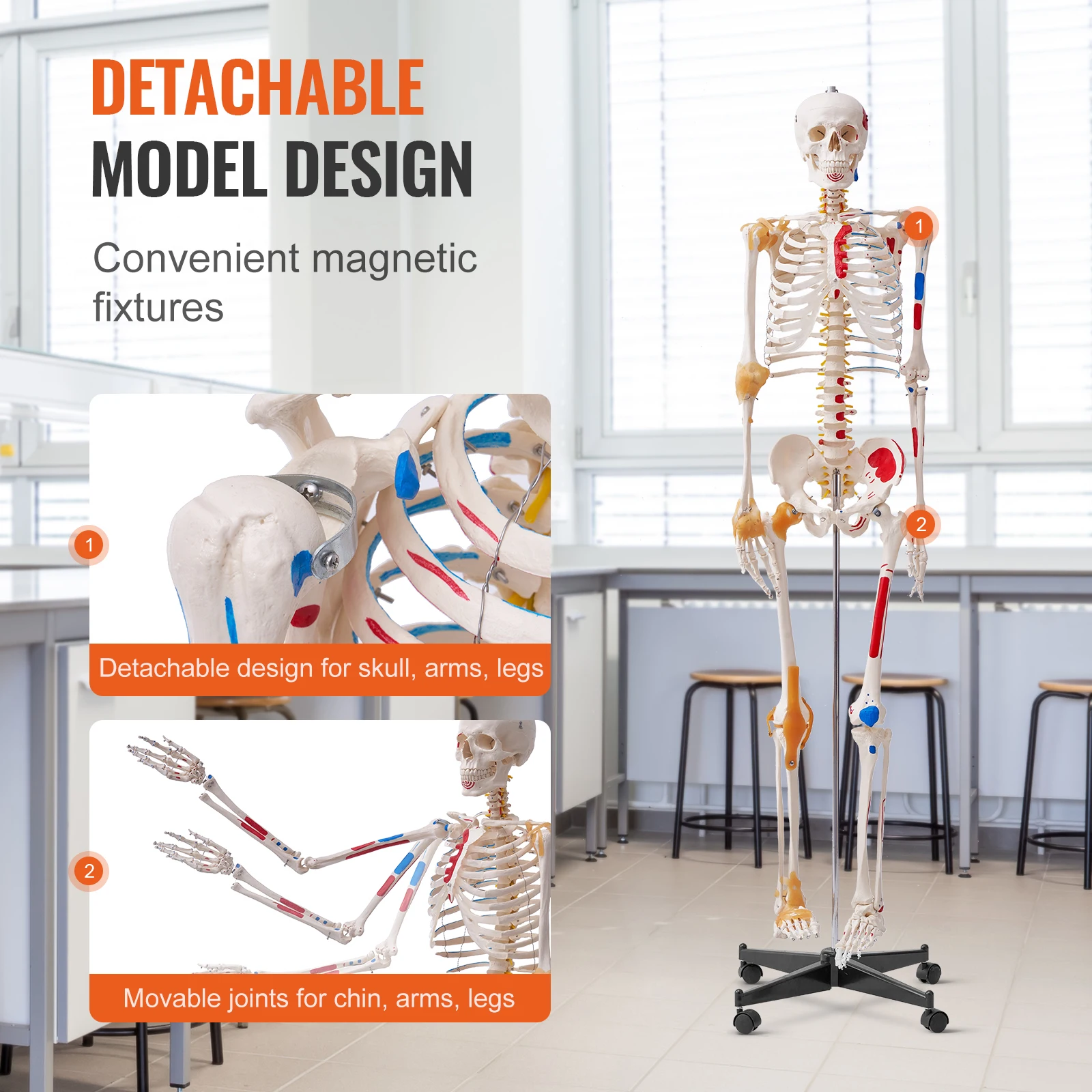 VEVOR Human Skeleton Model for Anatomy 71.65" Life Size PVC Anatomy Skeleton Model with Movable Arms Legs & Jaw for Teaching