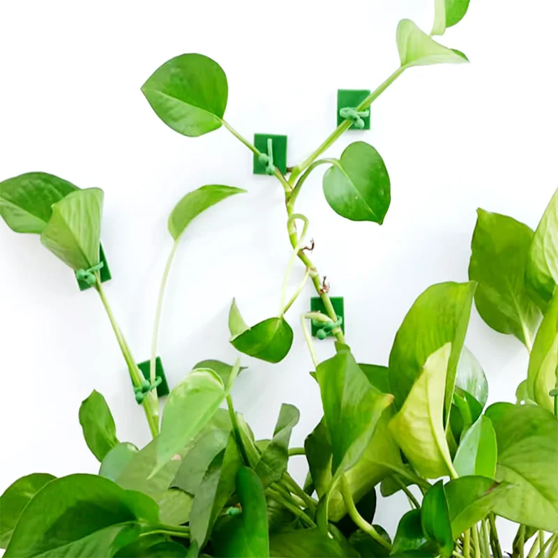 10Pcs Plant Wall Clips for Climbing Plants Wall Plant Holder Support Clips Fixer Invisible Vines Fixing