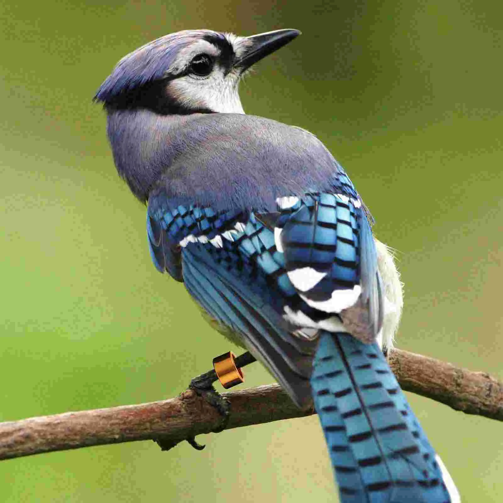 ѱ ˷̴  Ŭ, ٸ , Ƹ ,  ѱ, ݷ ġŲ 