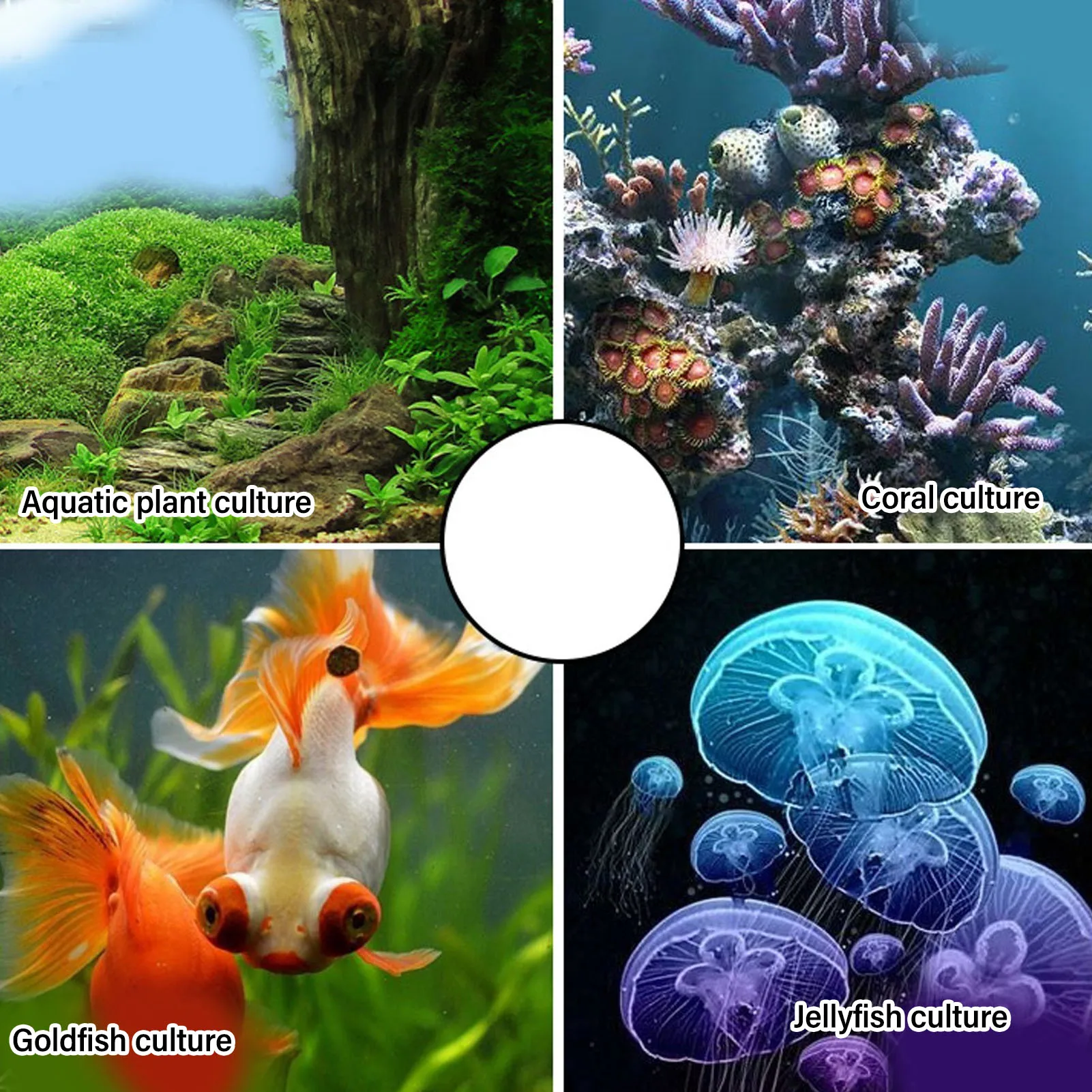 72W Water Chiller Fish Aquarium Cooler 3L/Min 30‑35dB Low Noise Constant Temperature Cooling System Water Cooling System, water chiller
