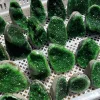 Electroplating Green!!Natural Amethyst Geode Quartz Cluster Crystal Specimen Energy Healing 1