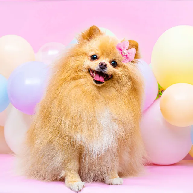 10pcs Pet Dog Hair Bow Accessories Lace Pearl Accents Colourful with Rubber Bands for Cute Medium Small Dog Cats Pet Decoration 6