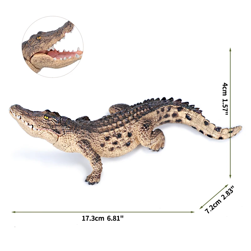 Crocodile