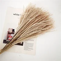 10 Pack Dried Reeds Natural Plants Small Pampas