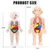 Children's Montessori 3D Puzzle Human Body Anatomy Model Educational Learning Organ Assembled Toy Body Organ Teaching Tool 6