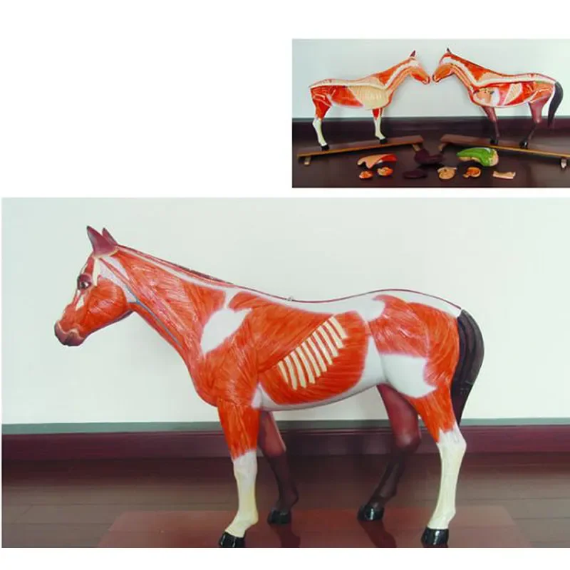 수의학 교육용 3D 소 동물 해부 모형 (수의학 해부 연구용)