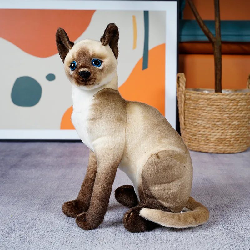 Siamese kitten