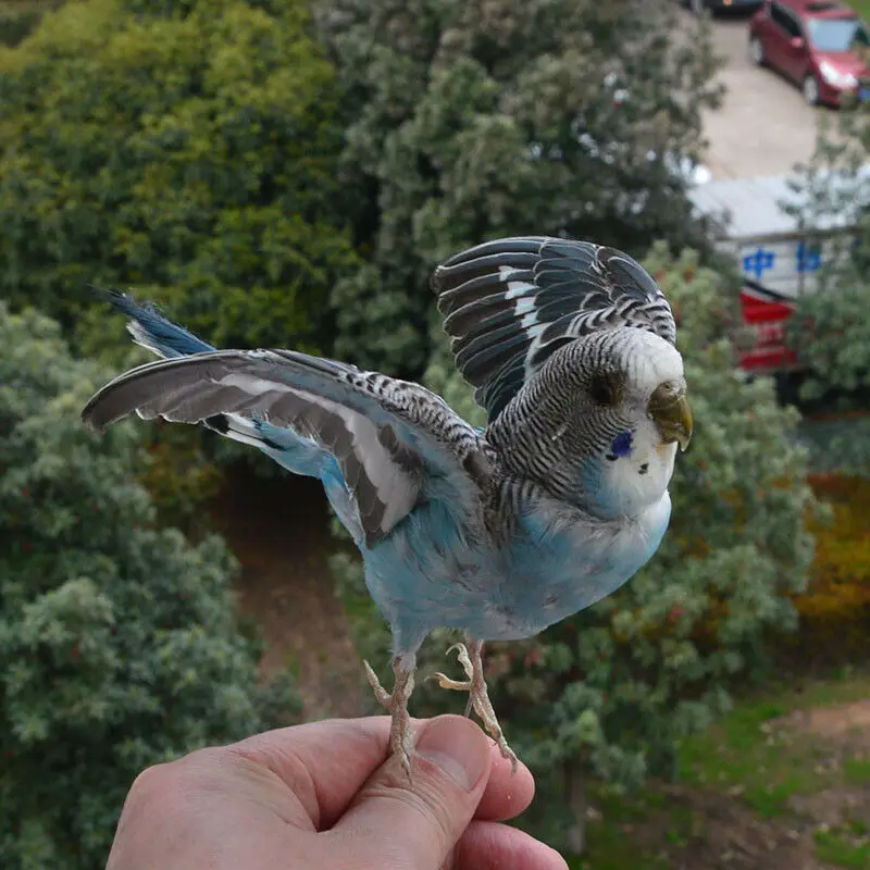 

Наполнитель Taxidermy, Евразийский синий цвет, mсельситтакос, undulatus/Budgerigar, изучение образцов/украшение/ожидание