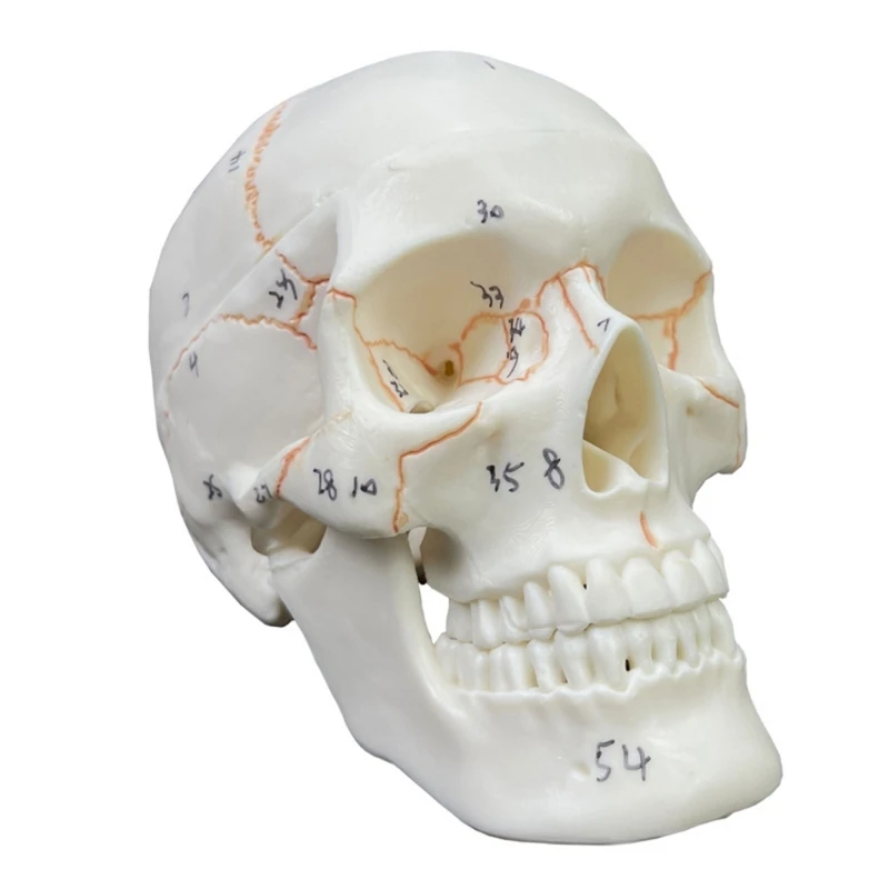

Classic Numbered Human Skull Model,Life Size 2 Parts with sutures Painted,54 Labeled Numbered for Medical Students