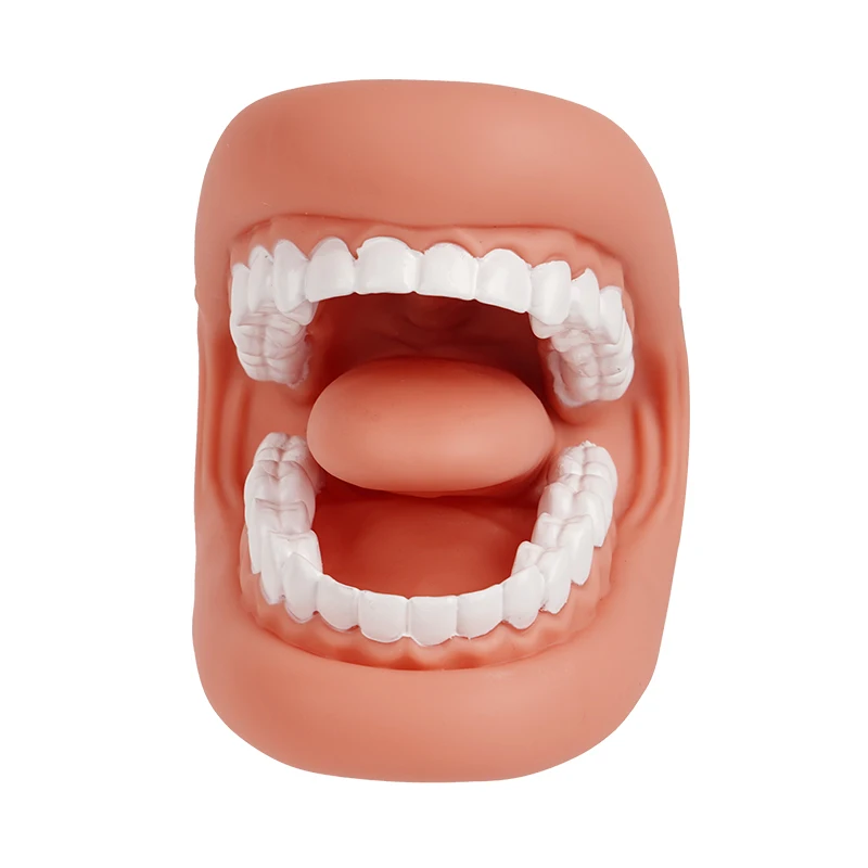 혀가 있는 입 손 인형, 어린이 실리콘 언어 치료 치아 모델, 칫솔 교육 모델, 1 세트