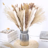 75 Pack Dried Reeds Natural Plants Small Pampas