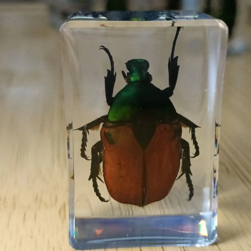 27 Kinds Hand Made Gutta Percha Resin Insect Transparent Amber Insect Specimens Home Decoration Small Ornaments 