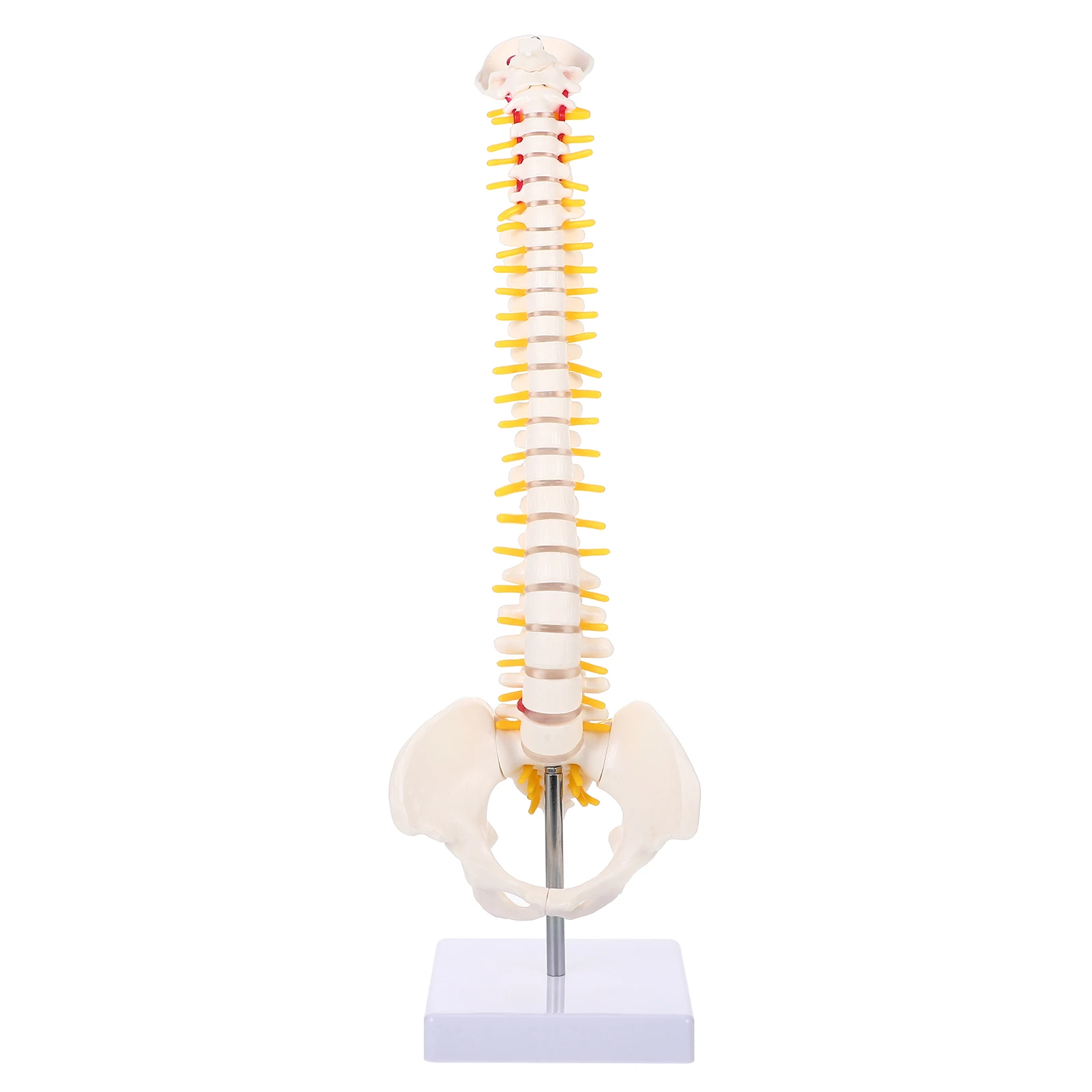 

1Pc Human Spine Model Human Bone Tailbone 45cm Human Spine With Pelvic Anatomy Model Medical Science Teaching Resources