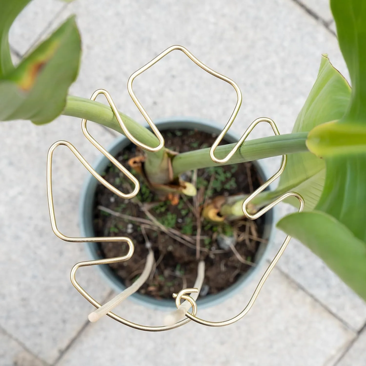 Monstera Stabilizer Turtle Shell Bamboo Clamp Set for Climbing Plants, Supports Healthy Growth, Metal Garden Plant Supports
