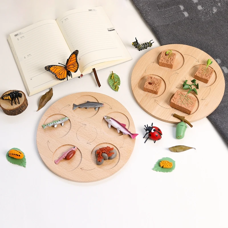 

1Set Beech Animal Life Cycle Board Realistic Frog Life Stages Model Toy Animal Growth Cycle Children Learning and Teaching Aids