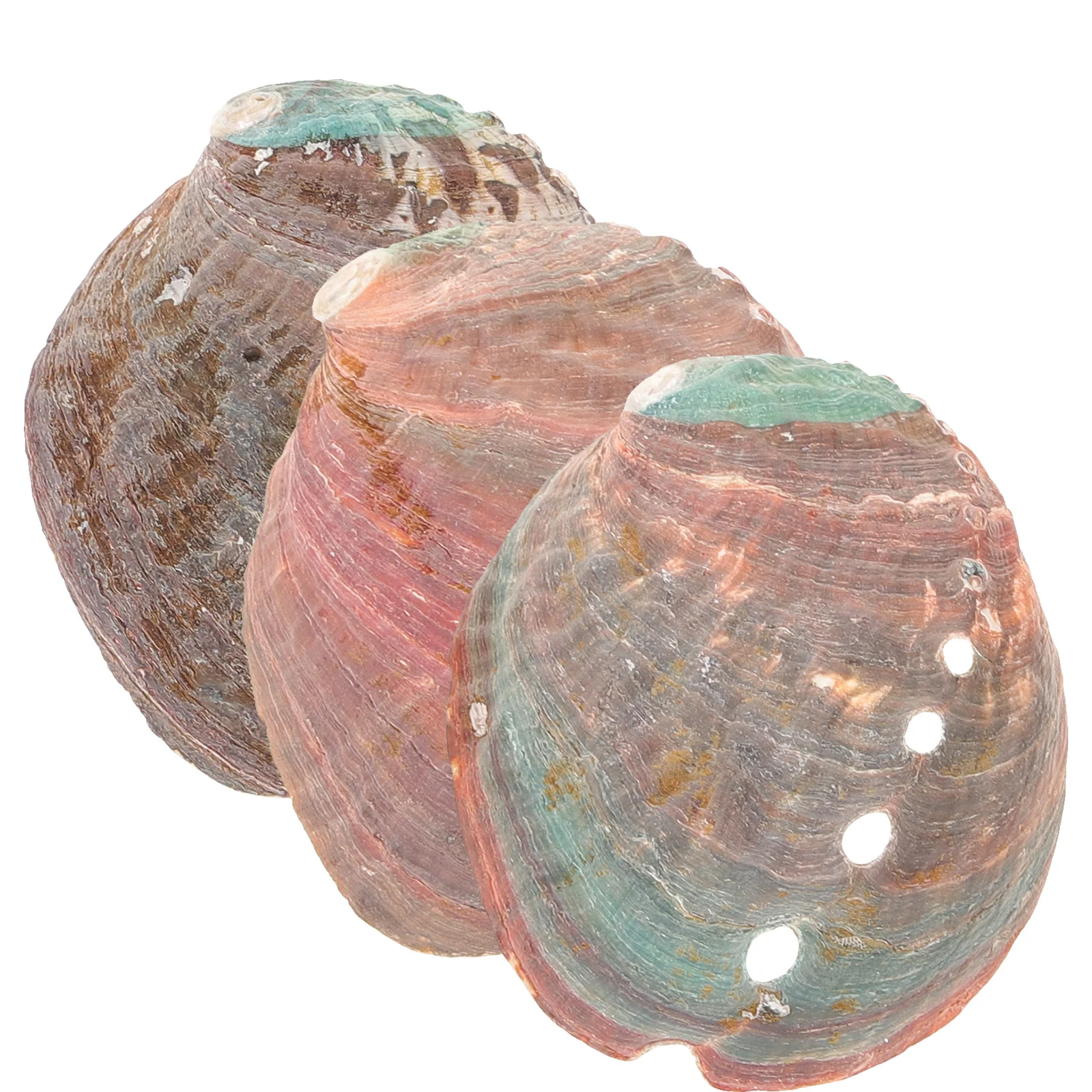 

3 Pcs Natural Shell Abalone Decorative Ornaments Multi Use Tool Smudge Bowl Aquarium Kit Decoration Offering Holder Elegance