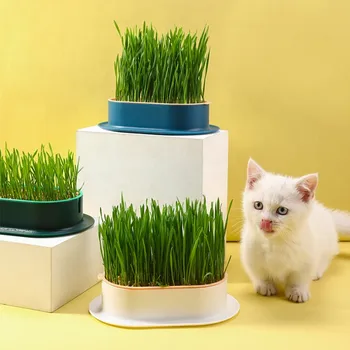 고양이 간식 고양이 민트 수경 재배 상자, 고양이 잔디 냄비, 색상 대비 수경 고양이 잔디 상자 세트, 캣그래스 심기 그릇