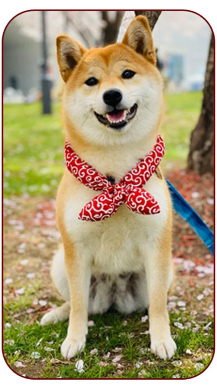 送料無料 ペット用バンダナ 和柄 子犬 猫用 スカーフ おしゃれ 小型犬 おめかし お散歩 犬用 サイズ調整可能 首輪 首飾り かわいい