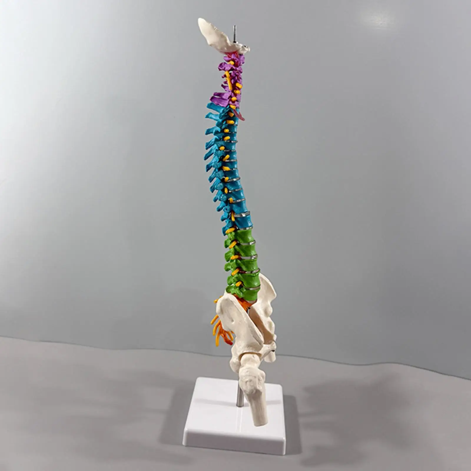 Human Spine Model Column Spinal Cord Flexible for Educational Tool Teaching Supplies Classroom Biology Class Demonstration
