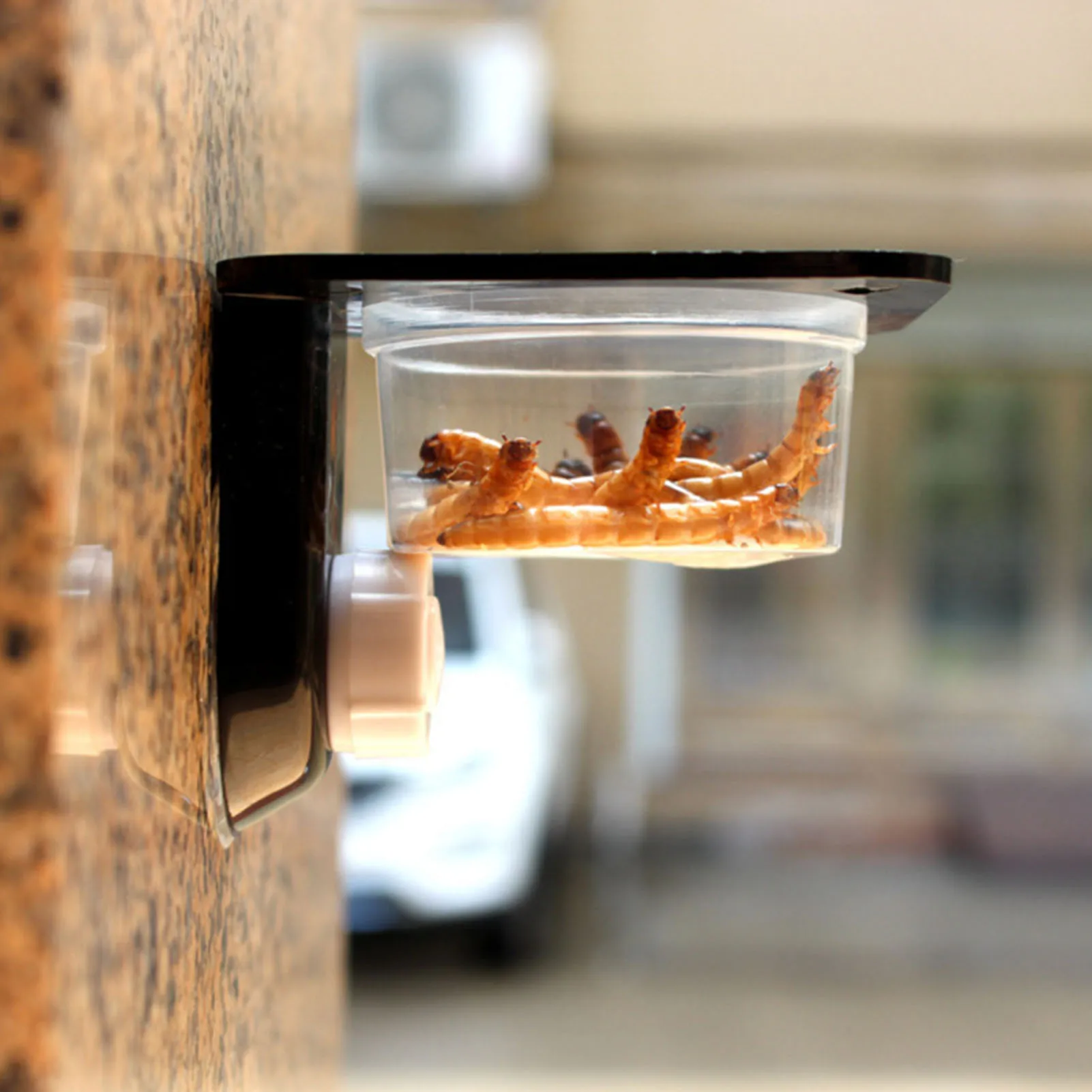 Black Plastic Gecko Feeder Ledge Space Saving Reptile Feeding Ledge for Feeder Ledge Accessories Supplies Black Plastic Gecko Feeder Ledge Space Saving Reptile Feeding Ledge for Feeder Ledge Accessories Supplies