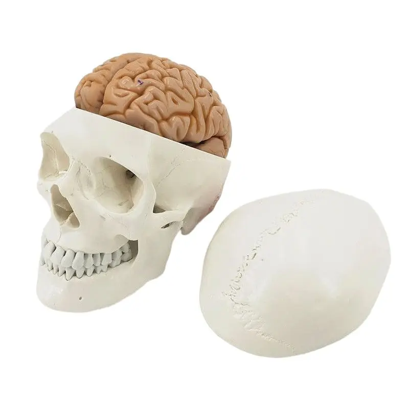 Life-Size Human Skull Model 5