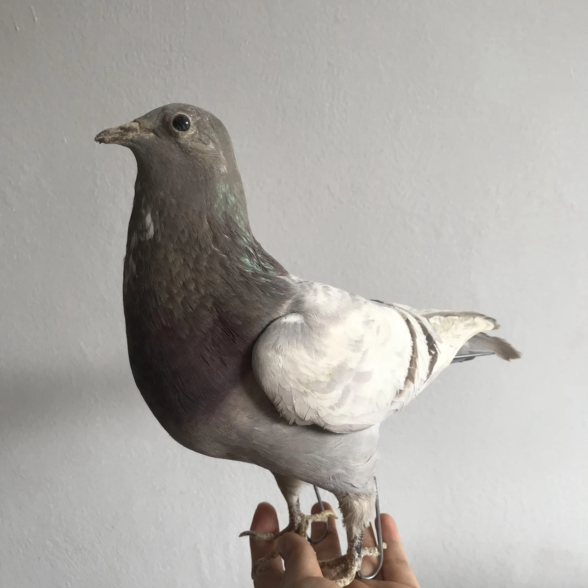 1Pcs real Taxidermy Eurasian gray pigeon Columba specimen Teaching / Decoration 3