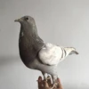 1Pcs real Taxidermy Eurasian gray pigeon Columba specimen Teaching / Decoration 3