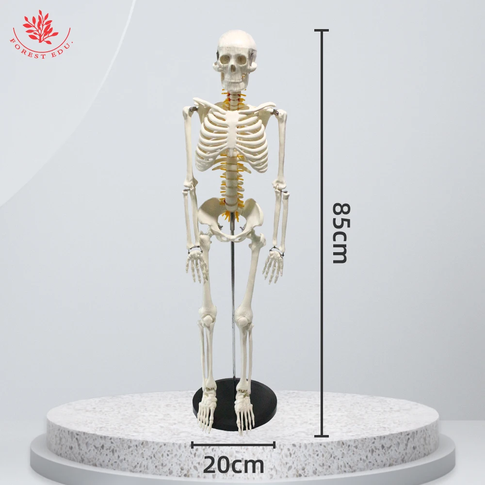 Medical Science Model of Human Skeleton with Spinal Nerve Root FRT005 Medical Teaching Usage