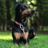 Double-headed Dog Tie Out Cable Leash ,raction rope with metal buckle steel wire anti-rust training collar,Outdoor Dogs Strap 6
