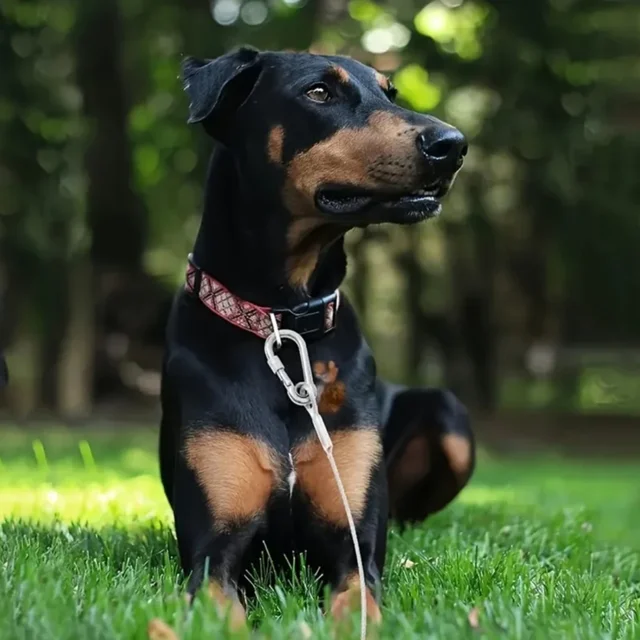 Double-headed Dog Tie Out Cable Leash ,raction rope with metal buckle steel wire anti-rust training collar,Outdoor Dogs Strap 6