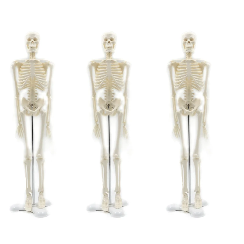 

Модель человеческого анатомического искусства 3X 45 см, постер для обучения, помощь в анатомии, модель человеческого скелета