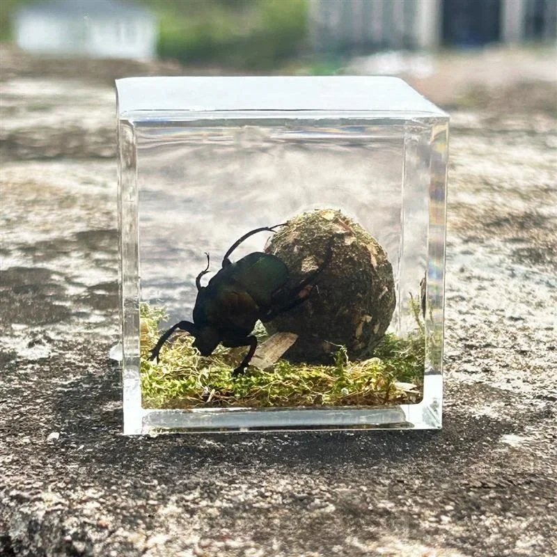 Insect Specimens Resin Epoxy Real Dung Beetle Specimen Insect Taxidermy Acrylic Clear Resin Dung Beetle Insect Sample Bug Collection House Decor