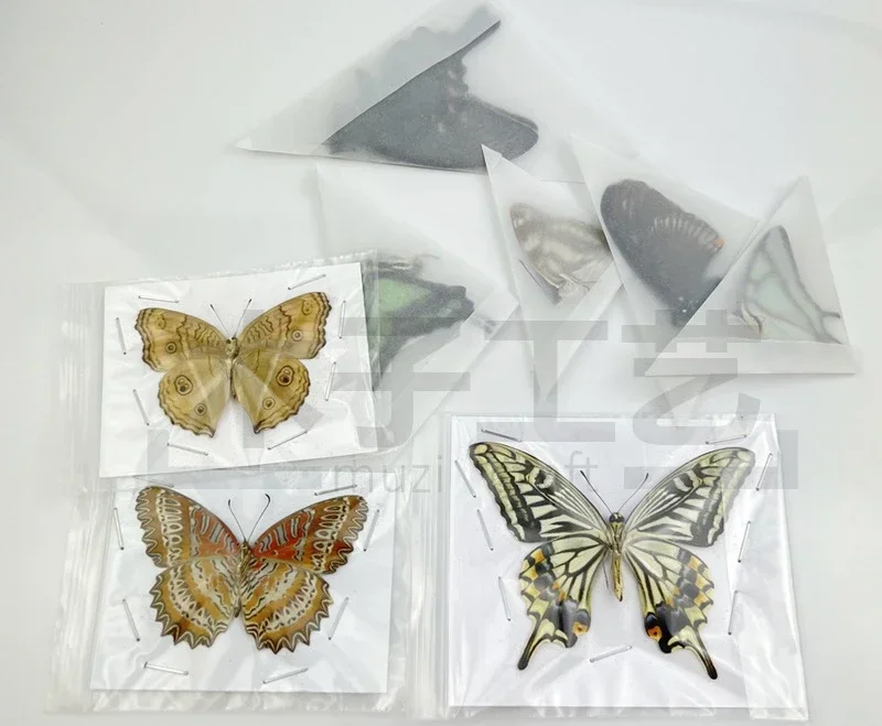 29 Carefully Selected Butterfly Specimens Real Butterfly Insect Teaching Specimens Wings Not Unfolded Home Decor Multiple Style 5