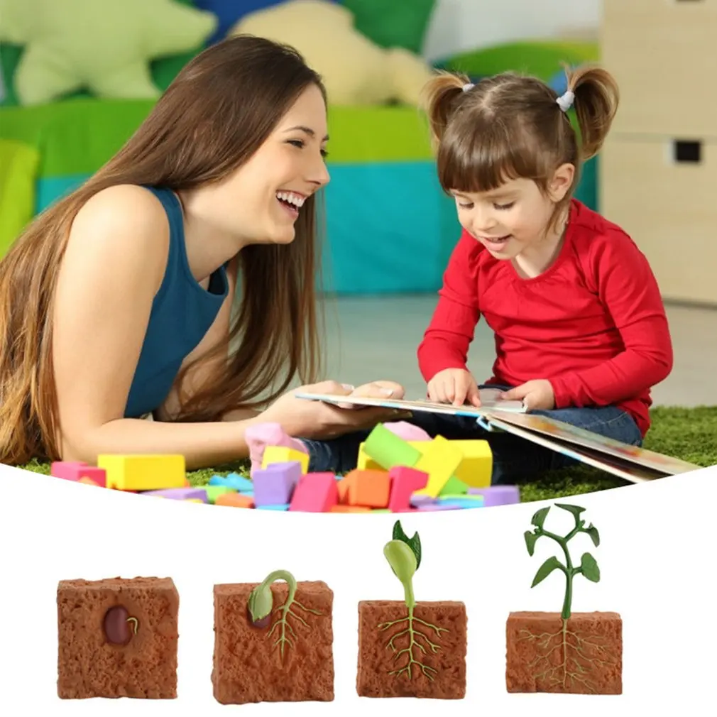 Simulation Green Bean Plant Growth Cycle Model Educational Toys for Children educational toys,animal life cycle toys