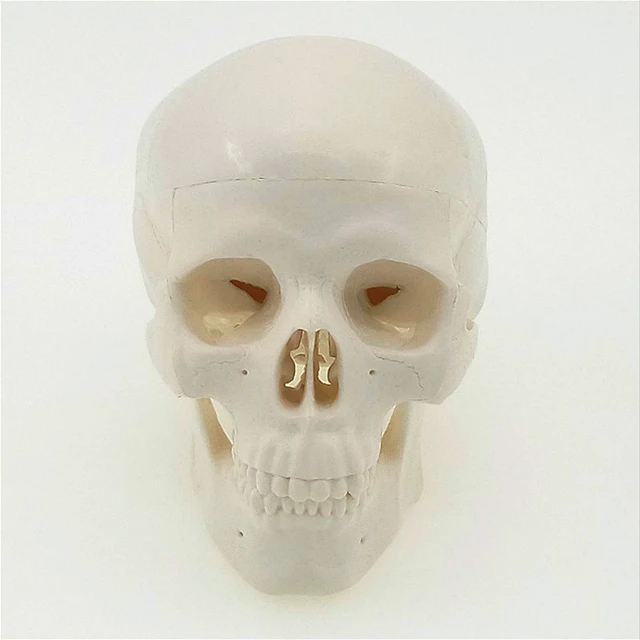 1:1 Médical Crâne humain Tête de squelette Dents Modèle réplique de crâne