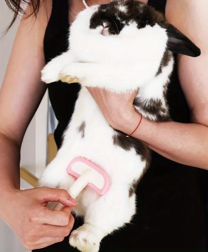 massage antistress pour lapin